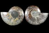 Cut & Polished Ammonite Fossil - Agatized #79713-1